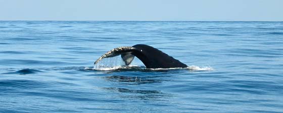 Whale Watching at the Farallon Islands, California
